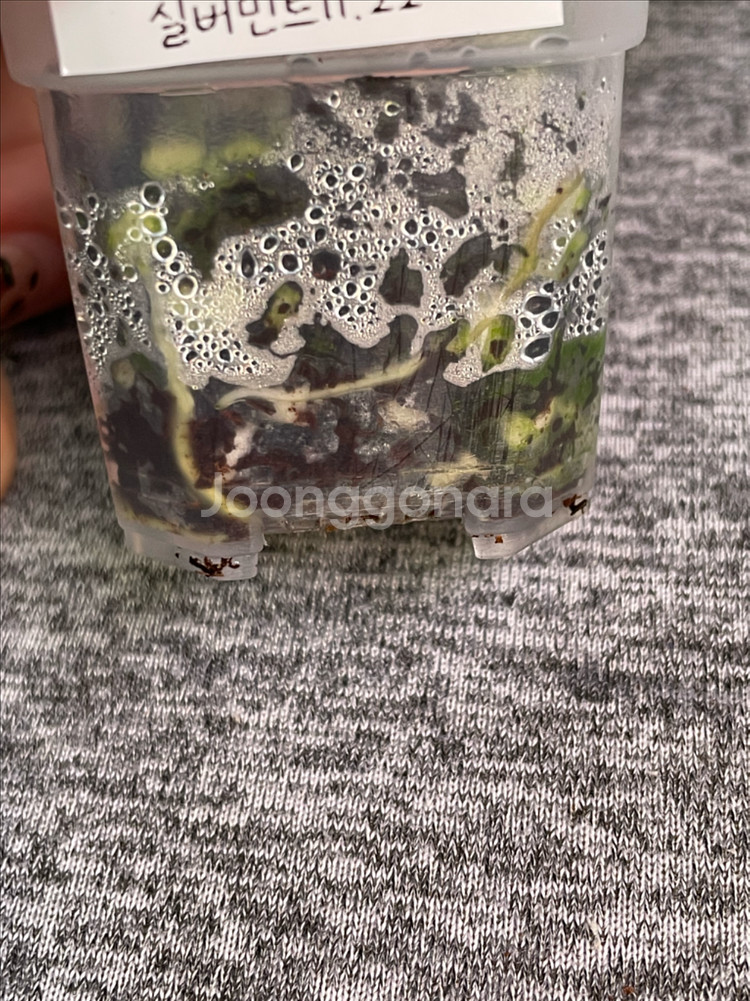 호야 실버민트--1