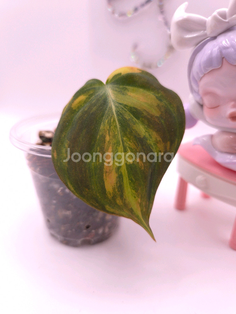 필로덴드론 핑크미칸 바리에가타 #no3--0