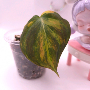 필로덴드론 핑크미칸 바리에가타 #no3