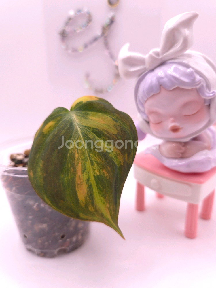 필로덴드론 핑크미칸 바리에가타 #no3--1