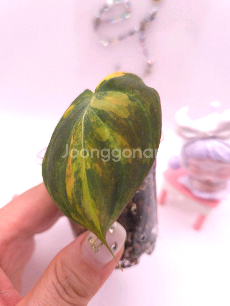 필로덴드론 핑크미칸 바리에가타 #no3--3