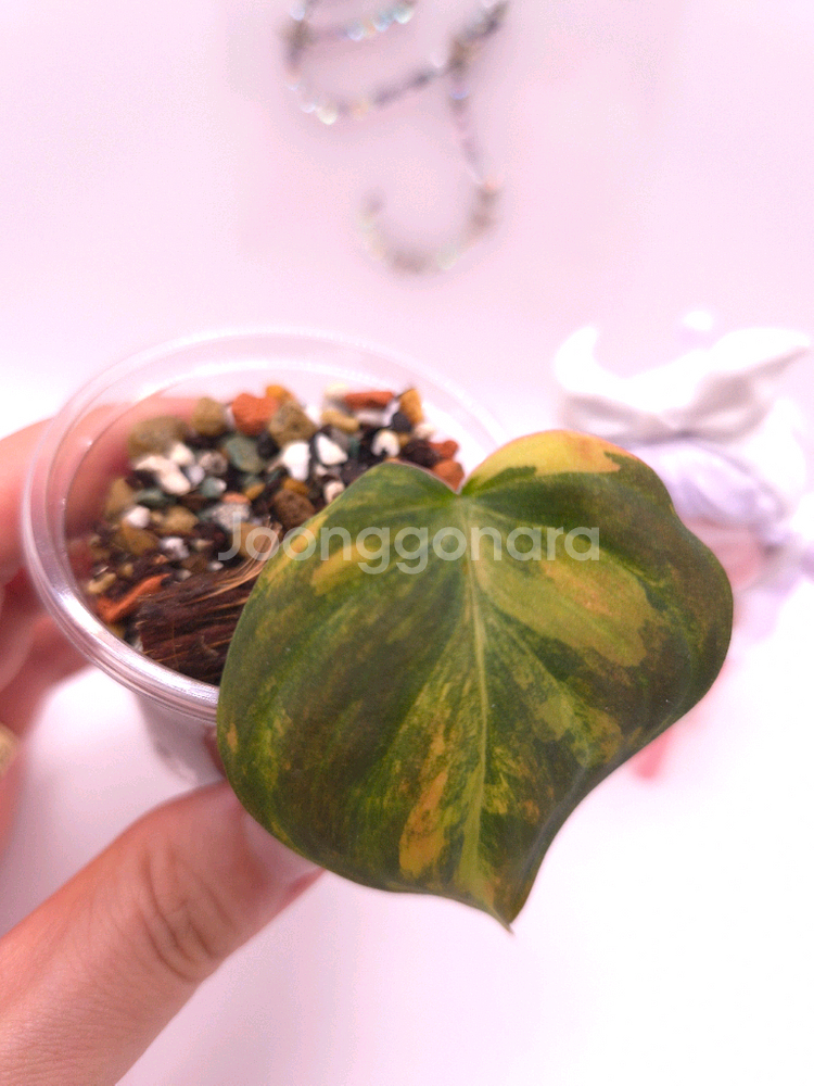 필로덴드론 핑크미칸 바리에가타 #no3--4