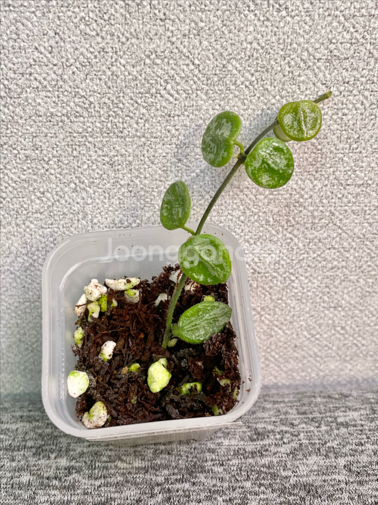 호야 서펜스실버--0