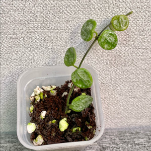 호야 서펜스실버