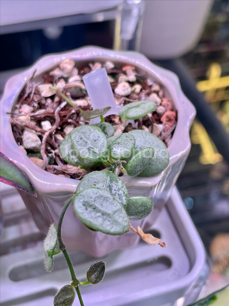 호야 서펜스실버--1