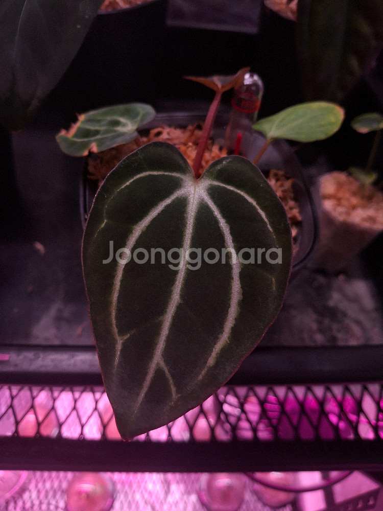 안스리움 칼라블랙키--0