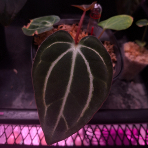 안스리움 칼라블랙키