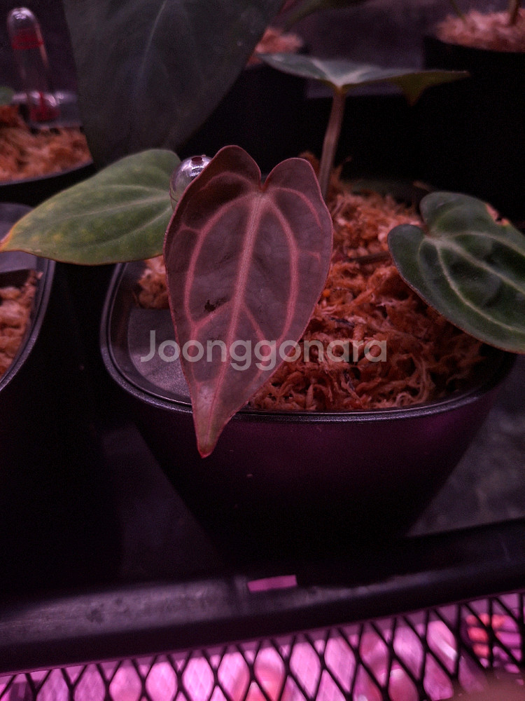 안스리움 칼라블랙키--1