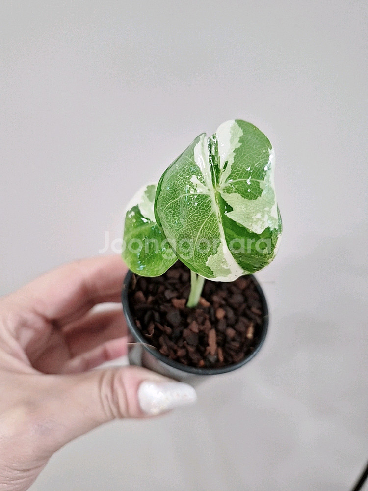 알로카시아 무늬브라이덱 바리에가타--0