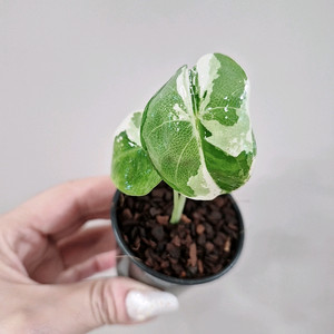 알로카시아 무늬브라이덱 바리에가타