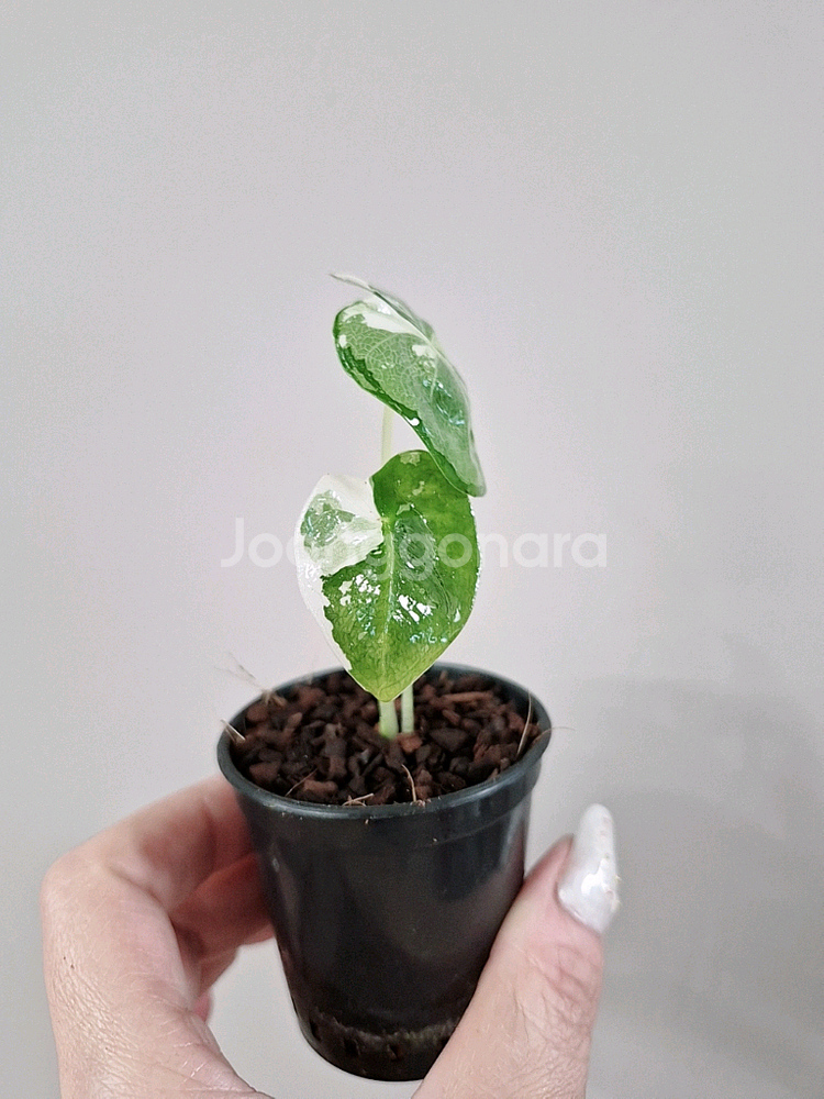 알로카시아 무늬브라이덱 바리에가타--2