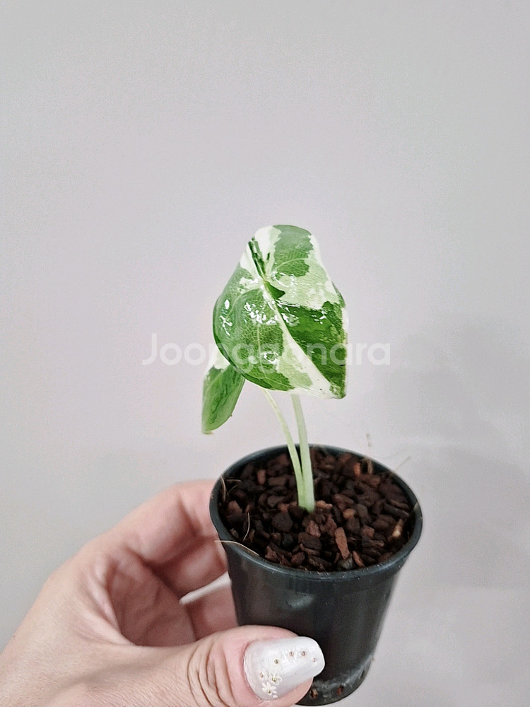 알로카시아 무늬브라이덱 바리에가타--3