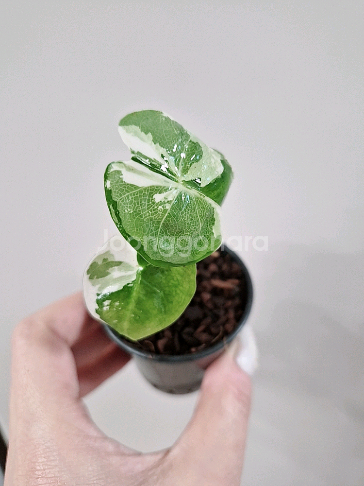 알로카시아 무늬브라이덱 바리에가타--4