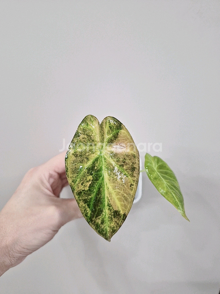 알로카시아 옐로우 레갈쉴드 바리에가타--0