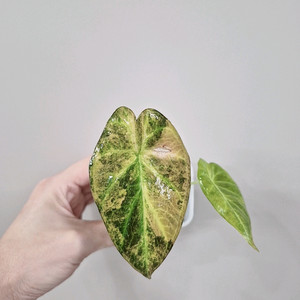 알로카시아 옐로우 레갈쉴드 바리에가타