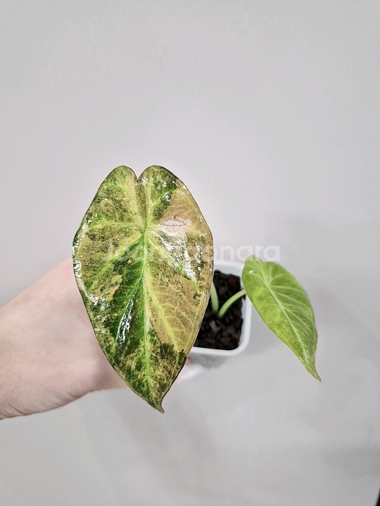 알로카시아 옐로우 레갈쉴드 바리에가타--1