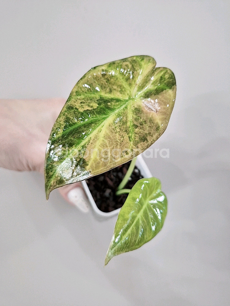 알로카시아 옐로우 레갈쉴드 바리에가타--3