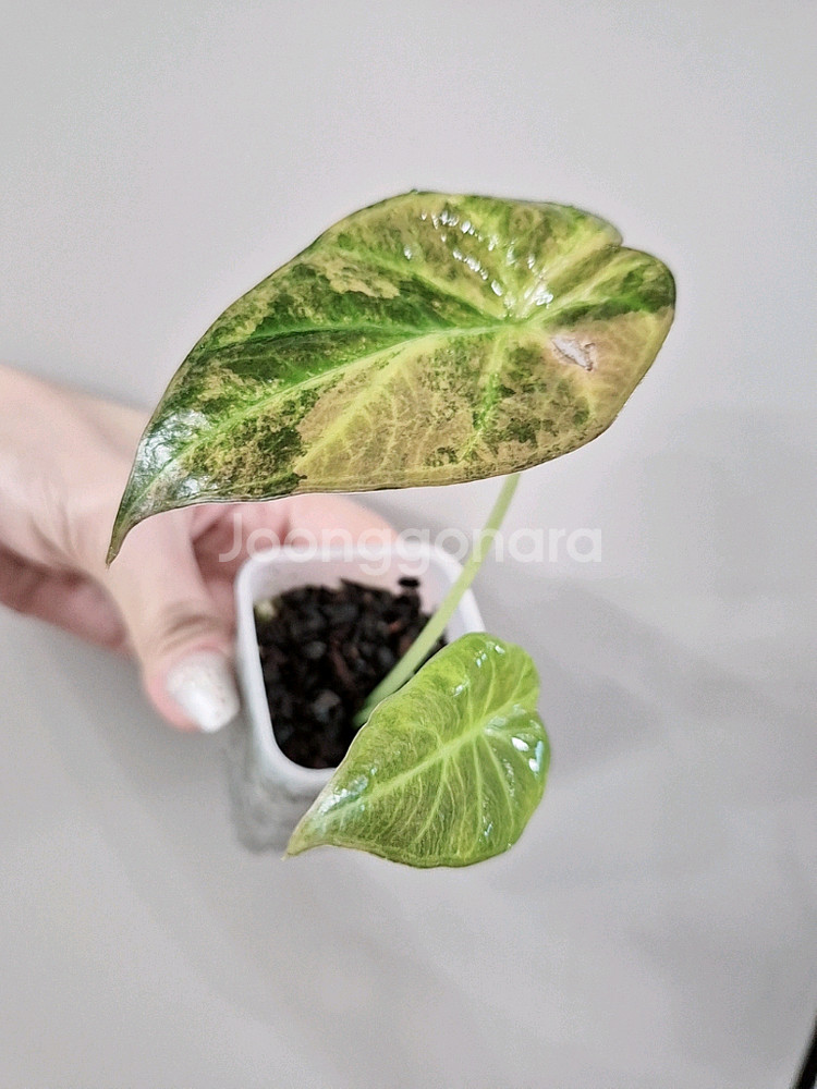 알로카시아 옐로우 레갈쉴드 바리에가타--7