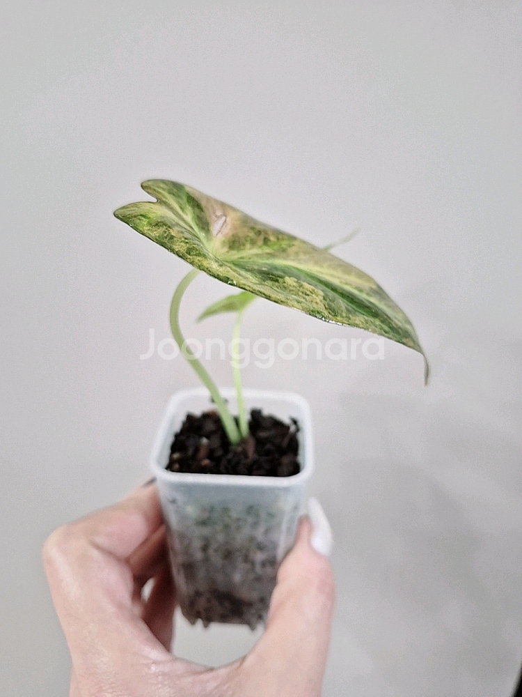 알로카시아 옐로우 레갈쉴드 바리에가타--9