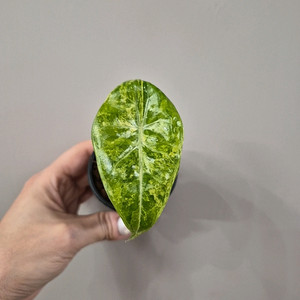 알로카시아 왓소니에 글로시 옐로우바리에가타