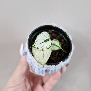 칼라디움 화이트스노우박