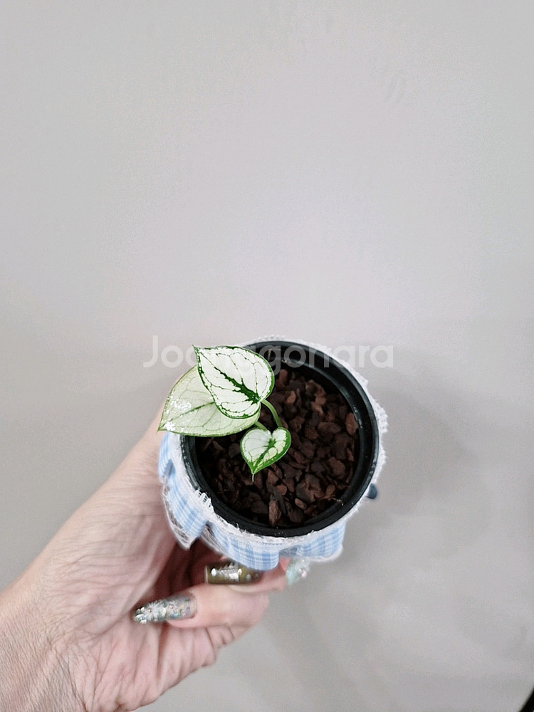 칼라디움 화이트스노우박--1