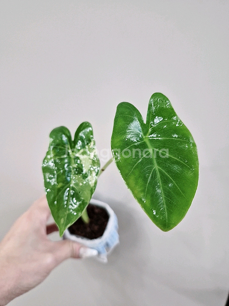 알로카시아 마크로리자 바리에가타--0