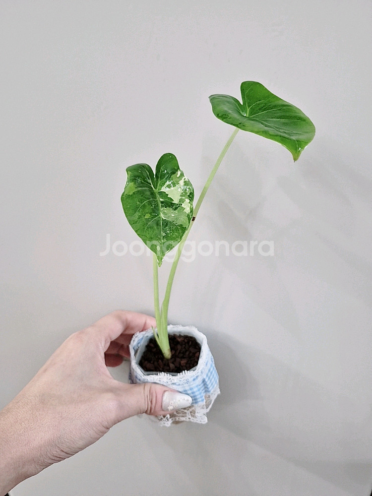 알로카시아 마크로리자 바리에가타--2