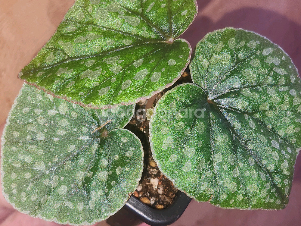 베고니아 알리시다(alicida dot)--1