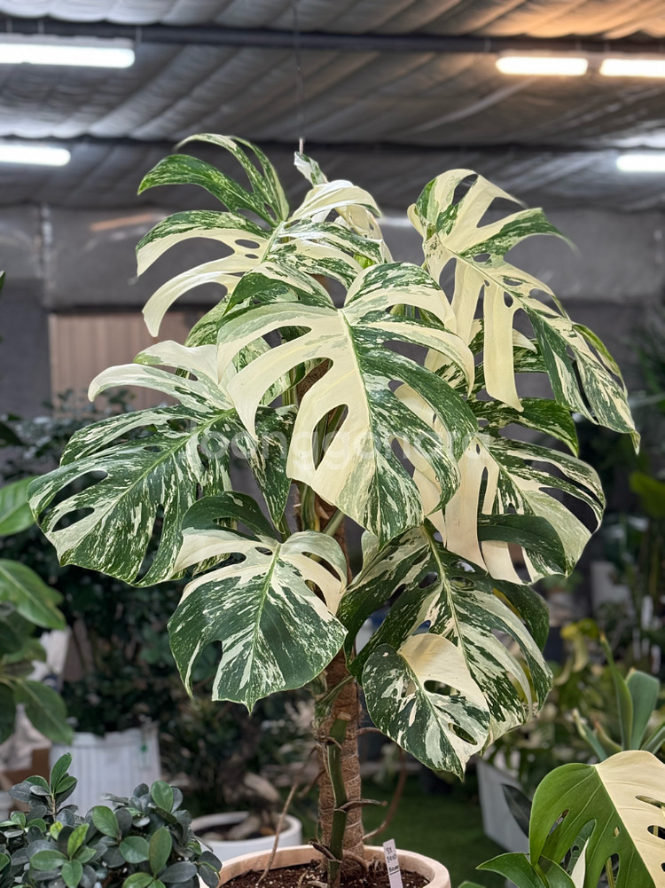 알보 몬스테라_AM9(택포금액)--0