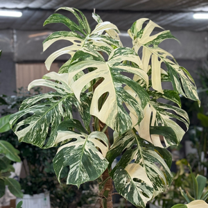 알보 몬스테라_AM9(택포금액)