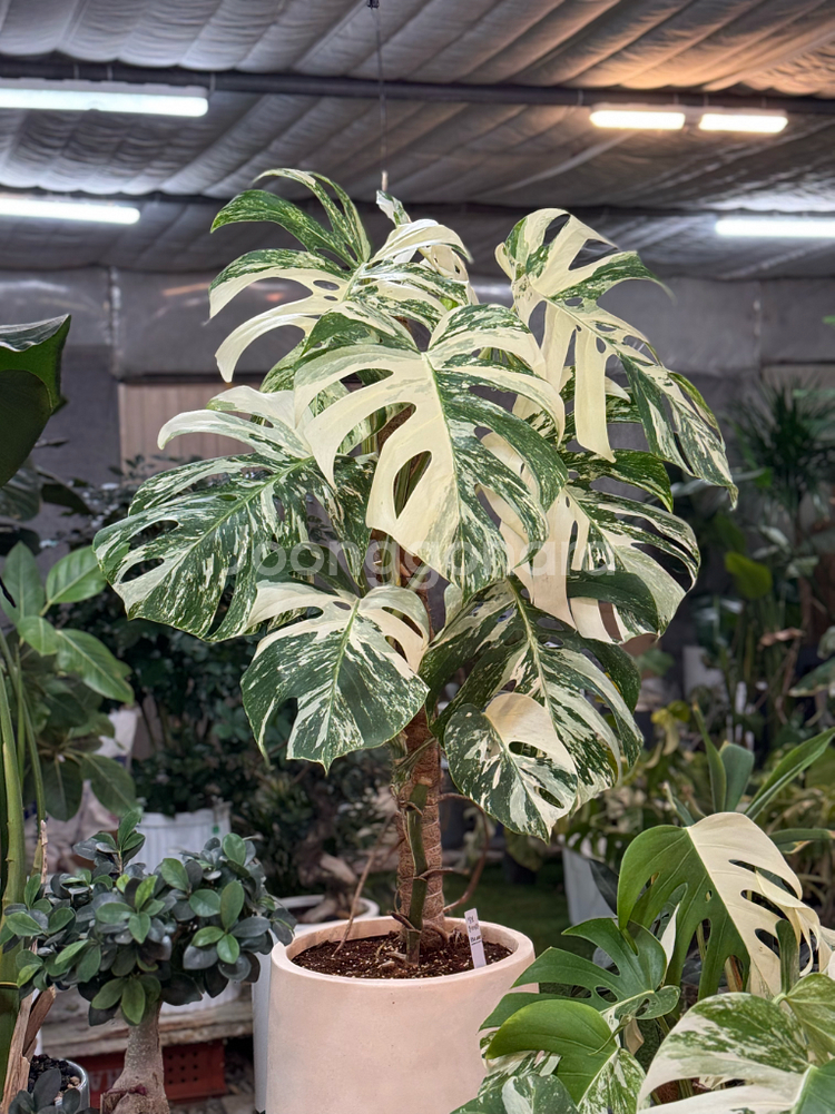 알보 몬스테라_AM9(택포금액)--1