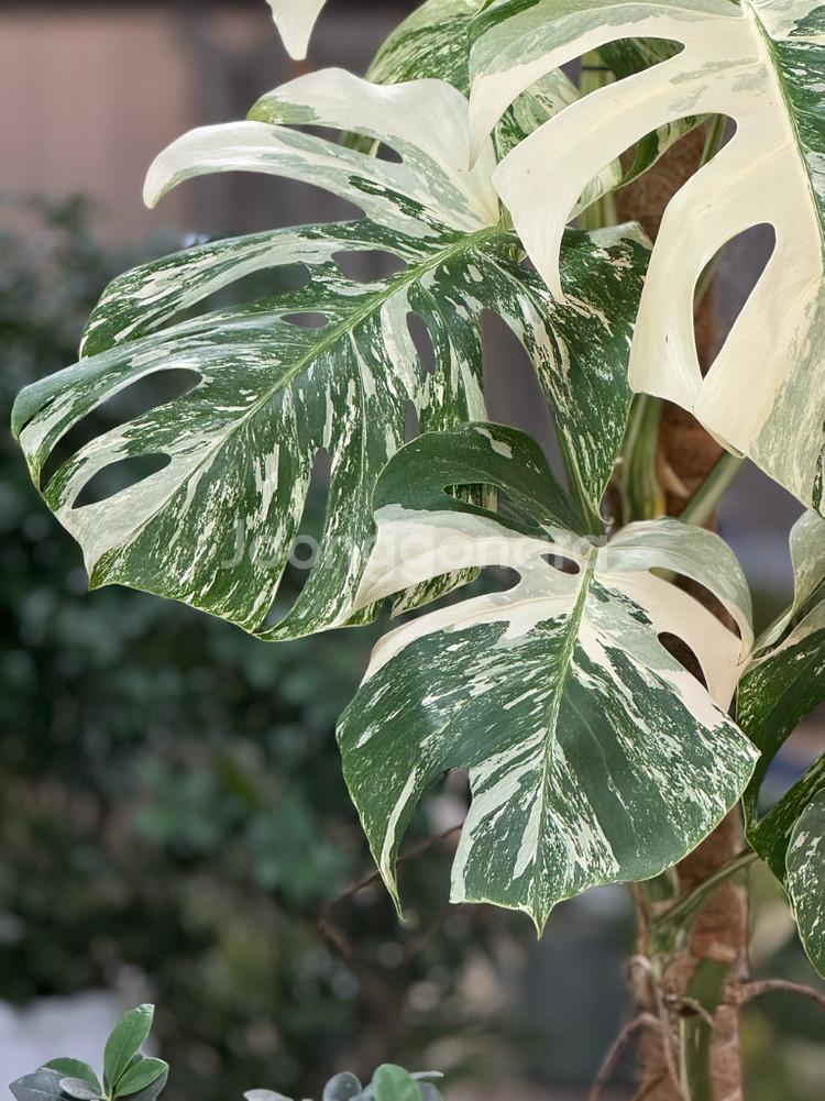 알보 몬스테라_AM9(택포금액)--2