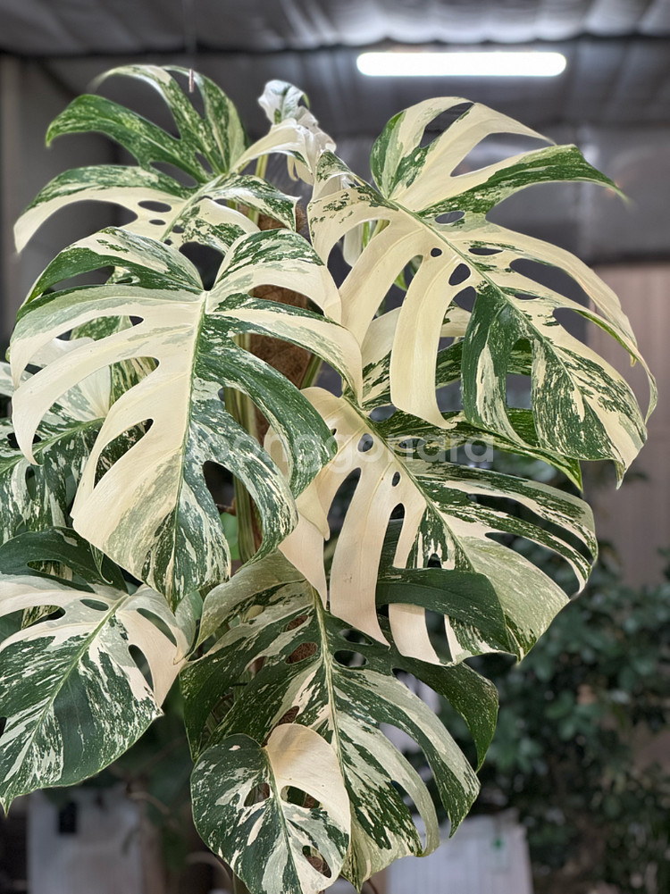 알보 몬스테라_AM9(택포금액)--3