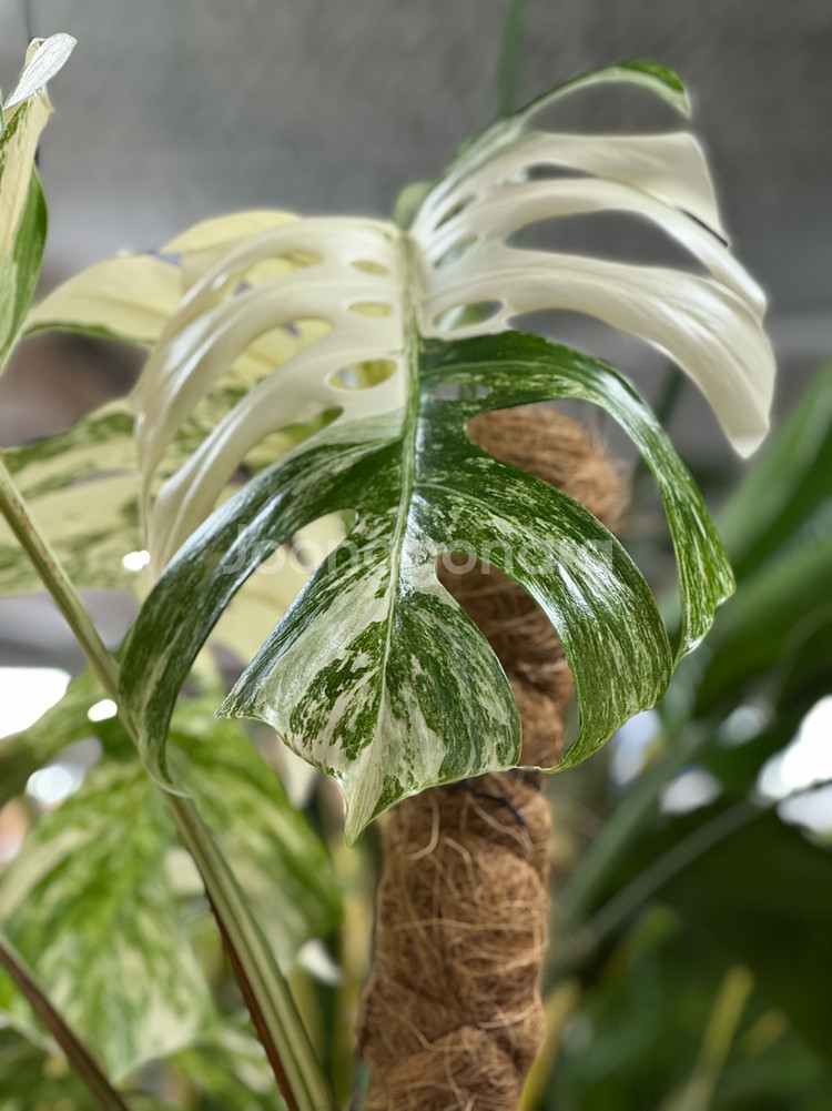 알보 몬스테라_AM9(택포금액)--4