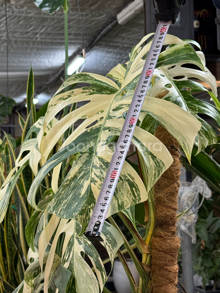 알보 몬스테라_AM9(택포금액)--5