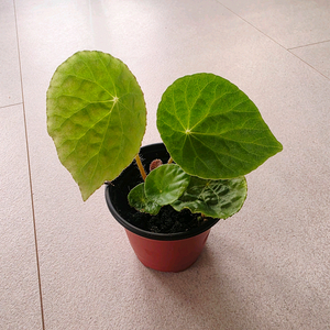 베고니아 푸토엔시스