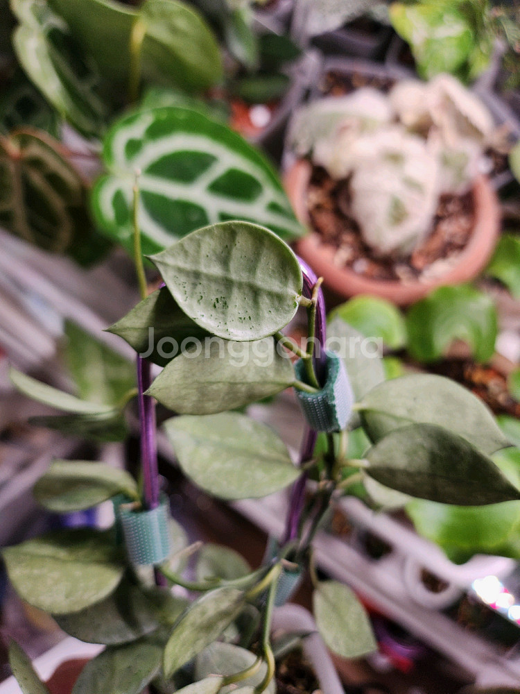 호야 민트코인--0