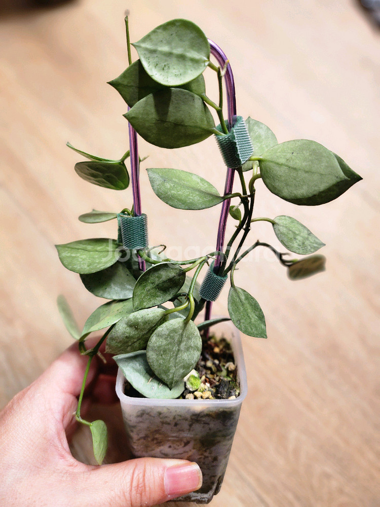 호야 민트코인--1