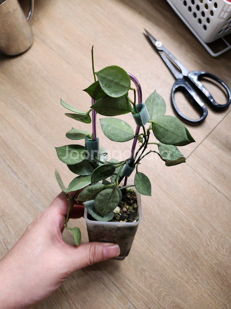 호야 민트코인--2