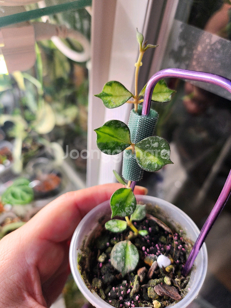 호야 커티시 이너바리--0