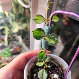 호야 커티시 이너바리