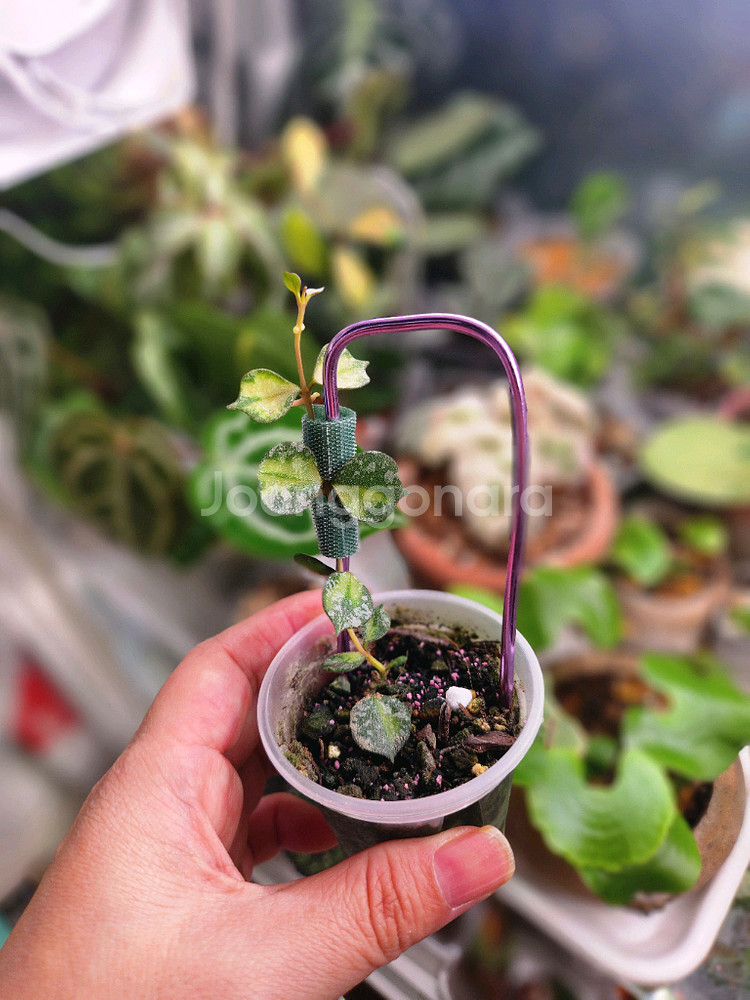 호야 커티시 이너바리--1