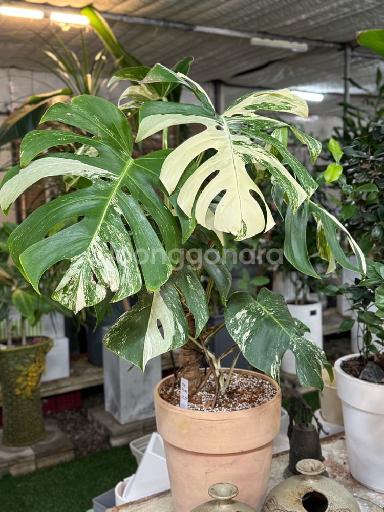 알보 몬스테라_AM10--0