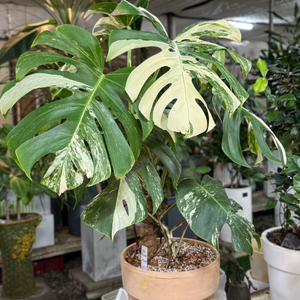 알보 몬스테라_AM10