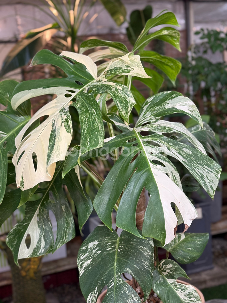 알보 몬스테라_AM10--2