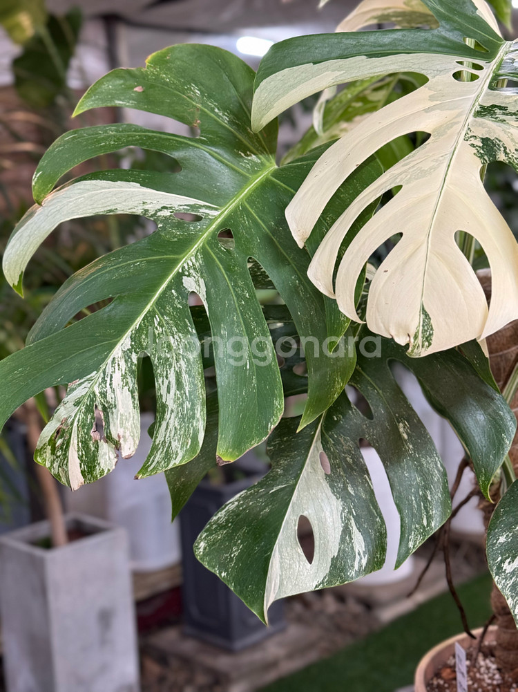 알보 몬스테라_AM10--3