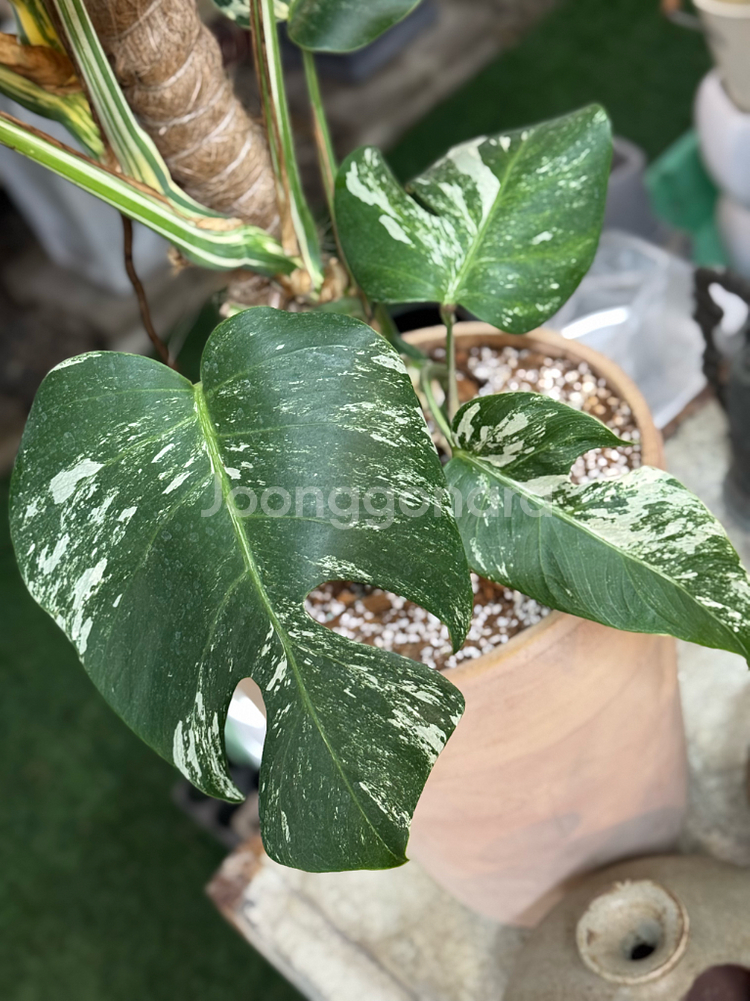 알보 몬스테라_AM10--4