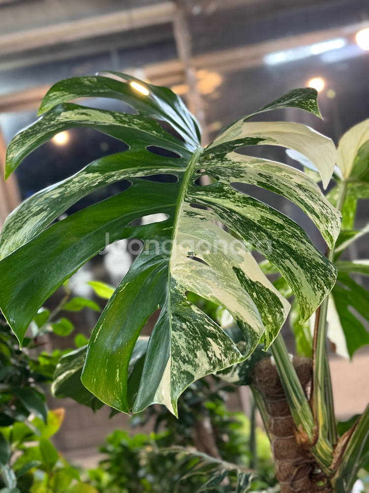 알보 몬스테라_AM10--5