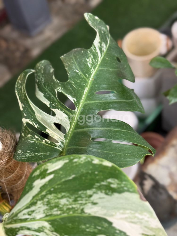 알보 몬스테라_AM10--6